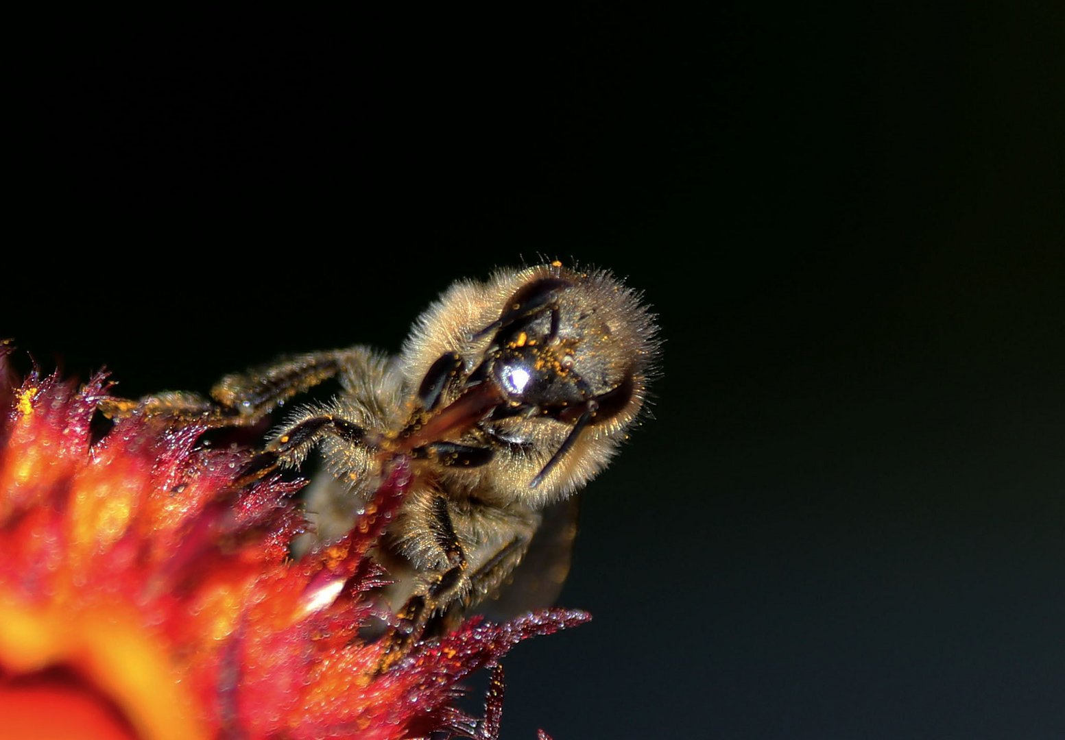 fleißiges Bienchen