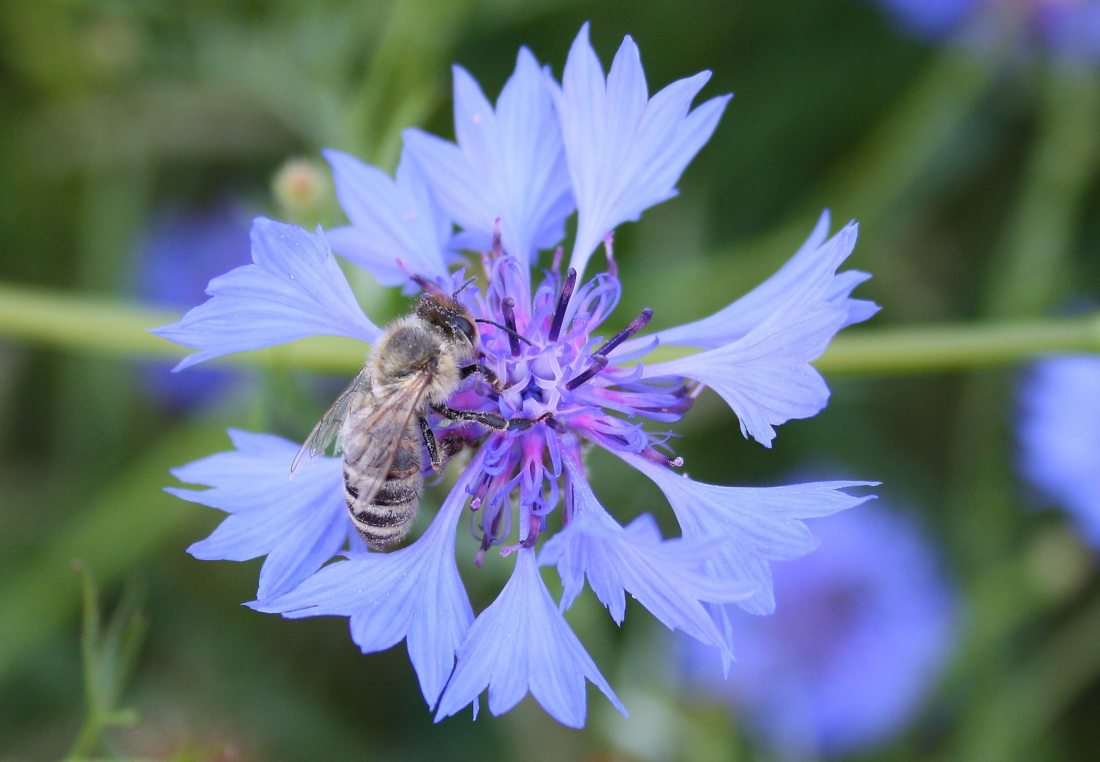 Fleißiges Bienchen........