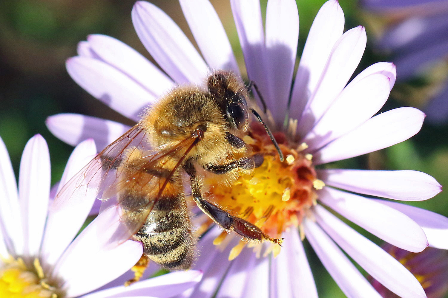 fleißiges Bienchen