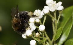 Fleißiges Bienchen...