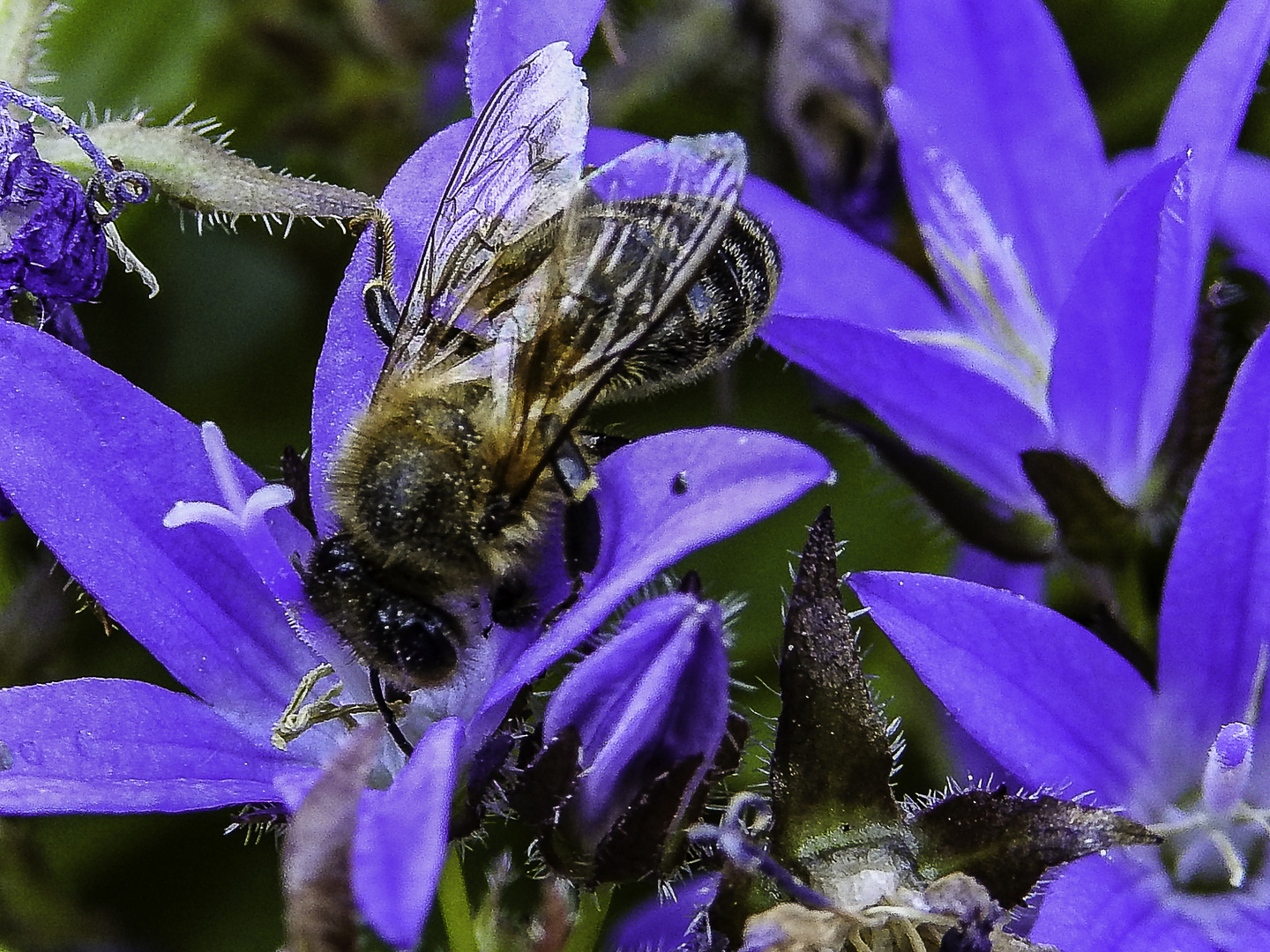 Fleißiges Bienchen