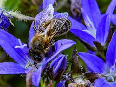 Fleißiges Bienchen