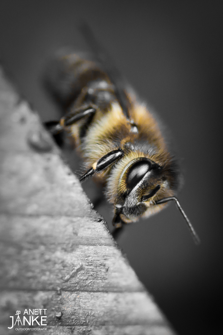 Fleißiges Bienchen