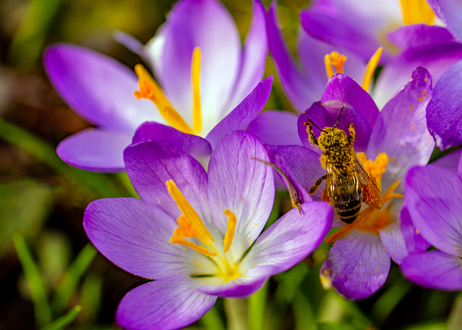 Fleißiges Bienchen...