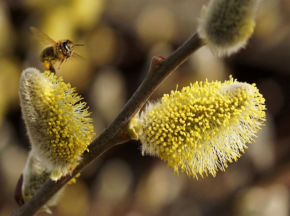 Fleißiges Bienchen