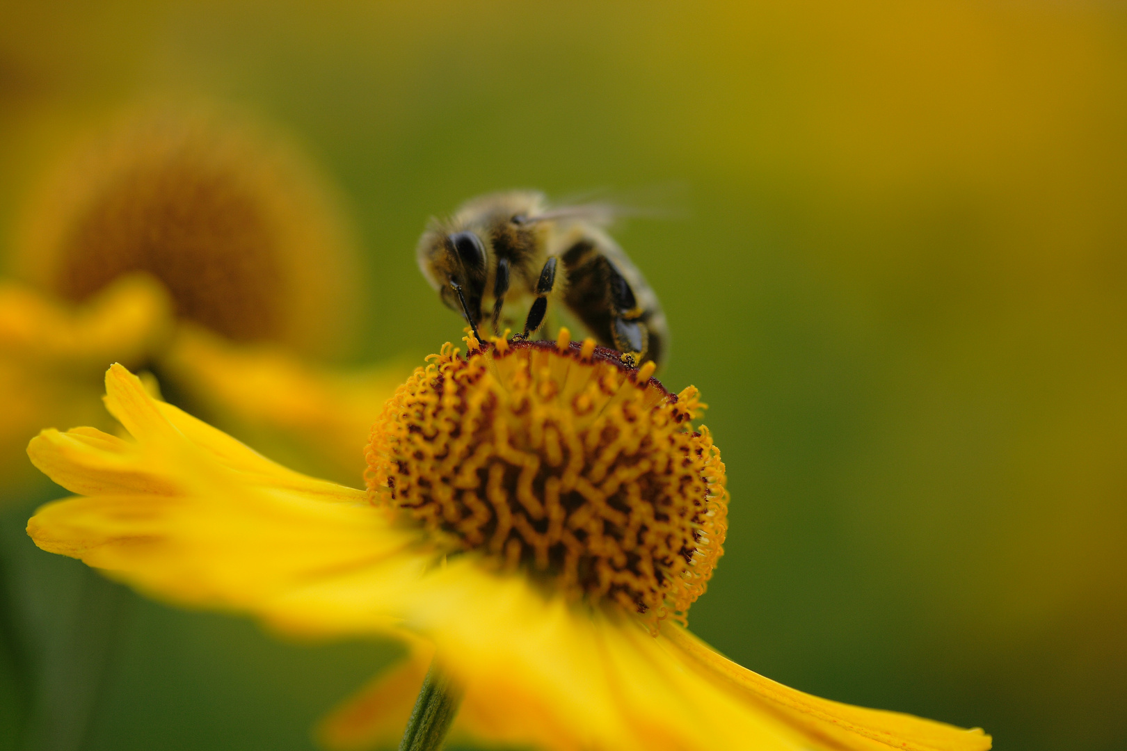 Fleißiges Bienchen!