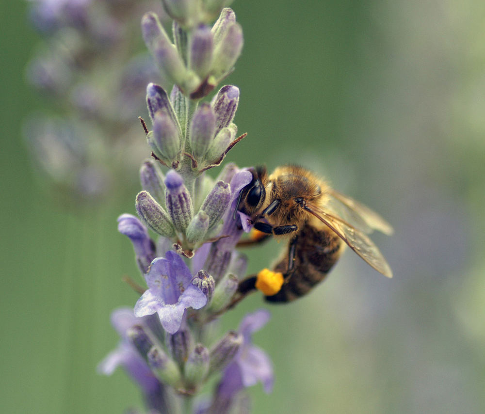 Fleissiges Bienchen