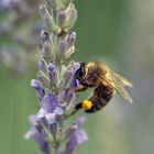 Fleissiges Bienchen