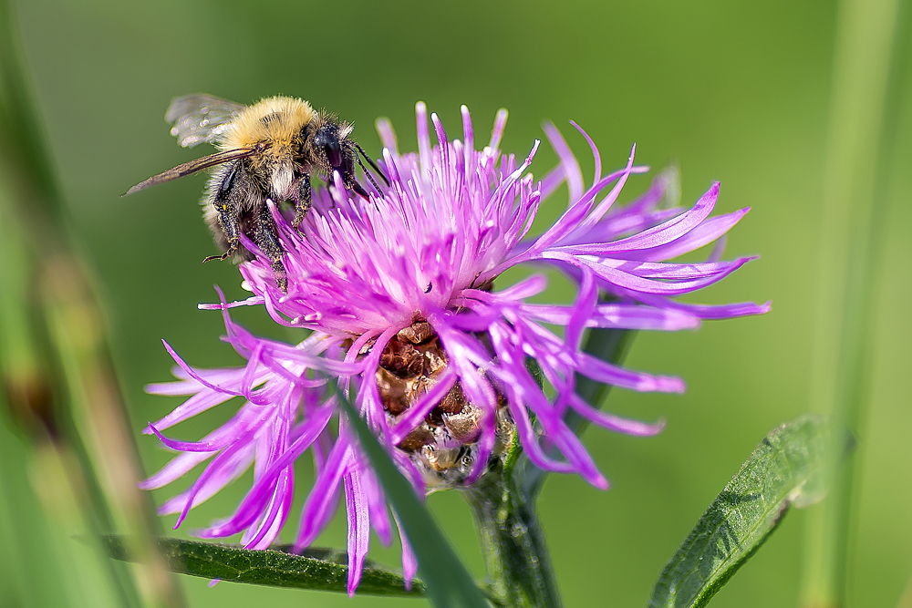 fleißiges Bienchen