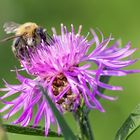 fleißiges Bienchen