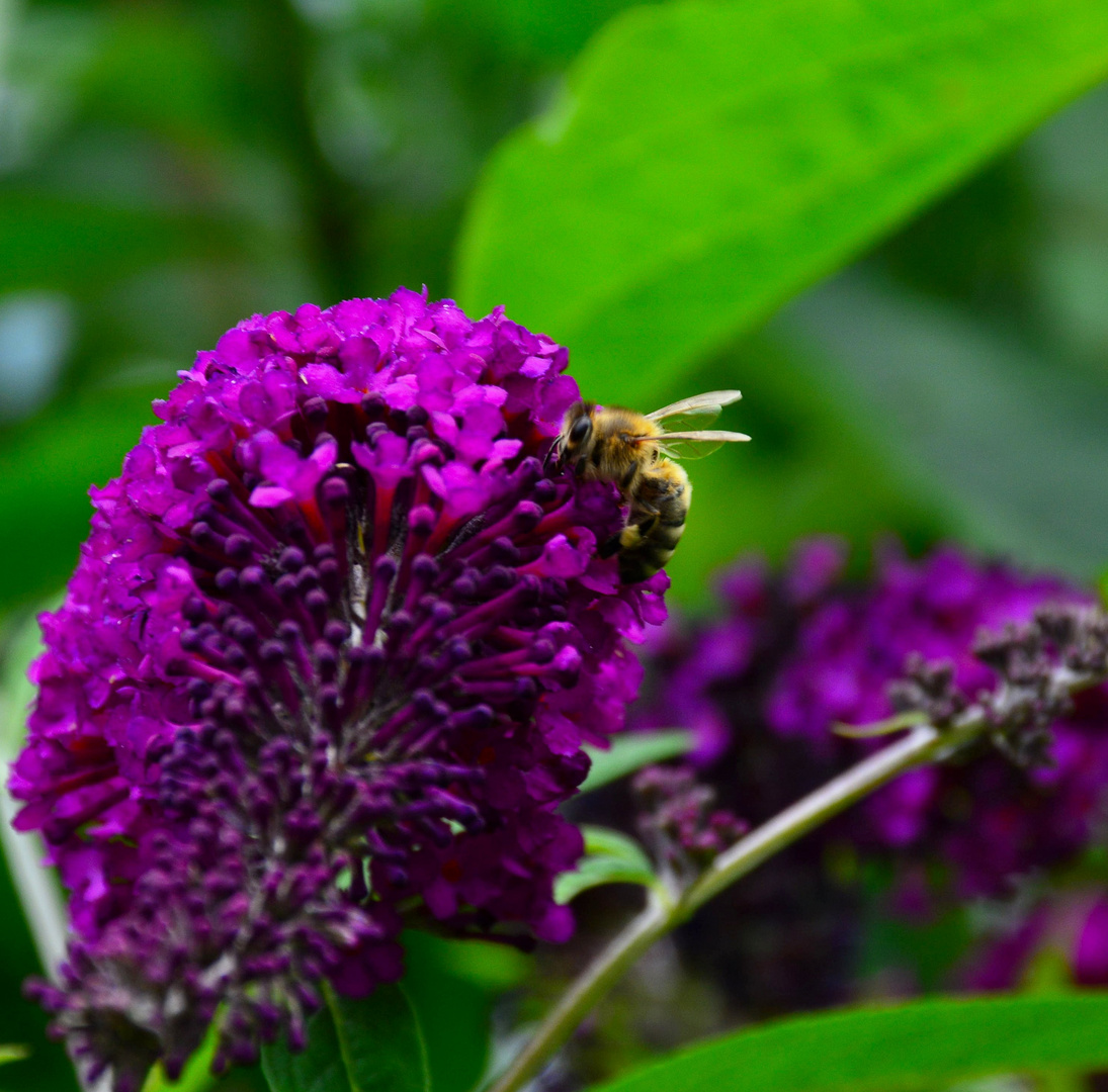 Fleißiges Bienchen