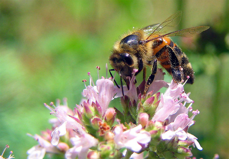 Fleißiges Bienchen