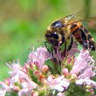 Fleißiges Bienchen