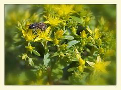 fleißiges Bienchen