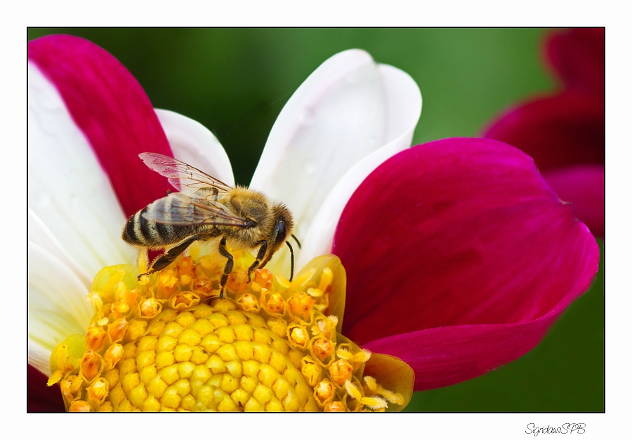 Fleißiges Bienchen.....