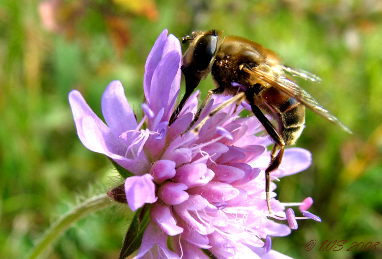 fleißiges Bienchen