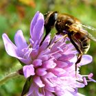 fleißiges Bienchen