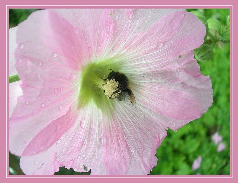 fleißiges bienchen ;-)