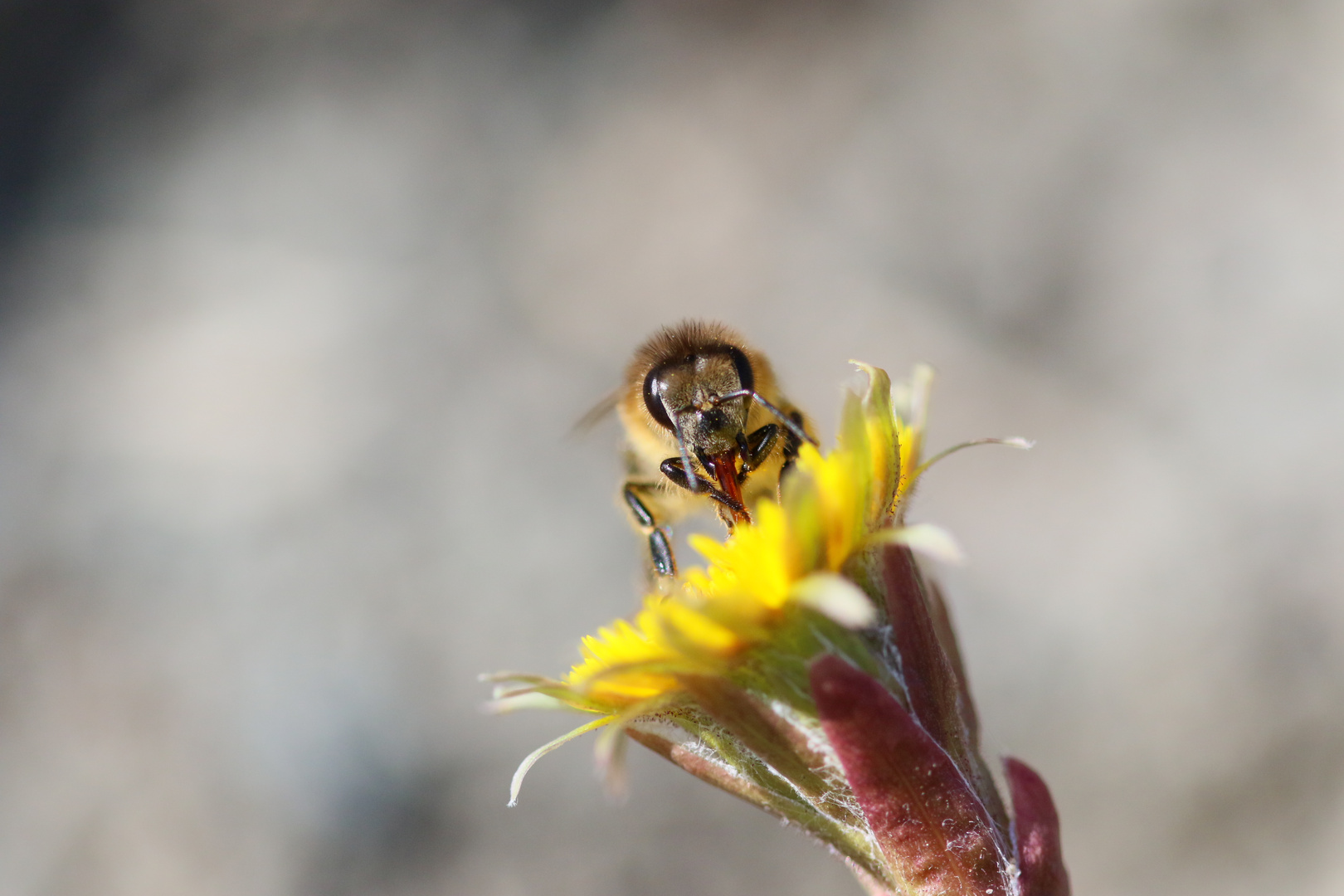 Fleissiges Bienchen