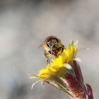 Fleissiges Bienchen