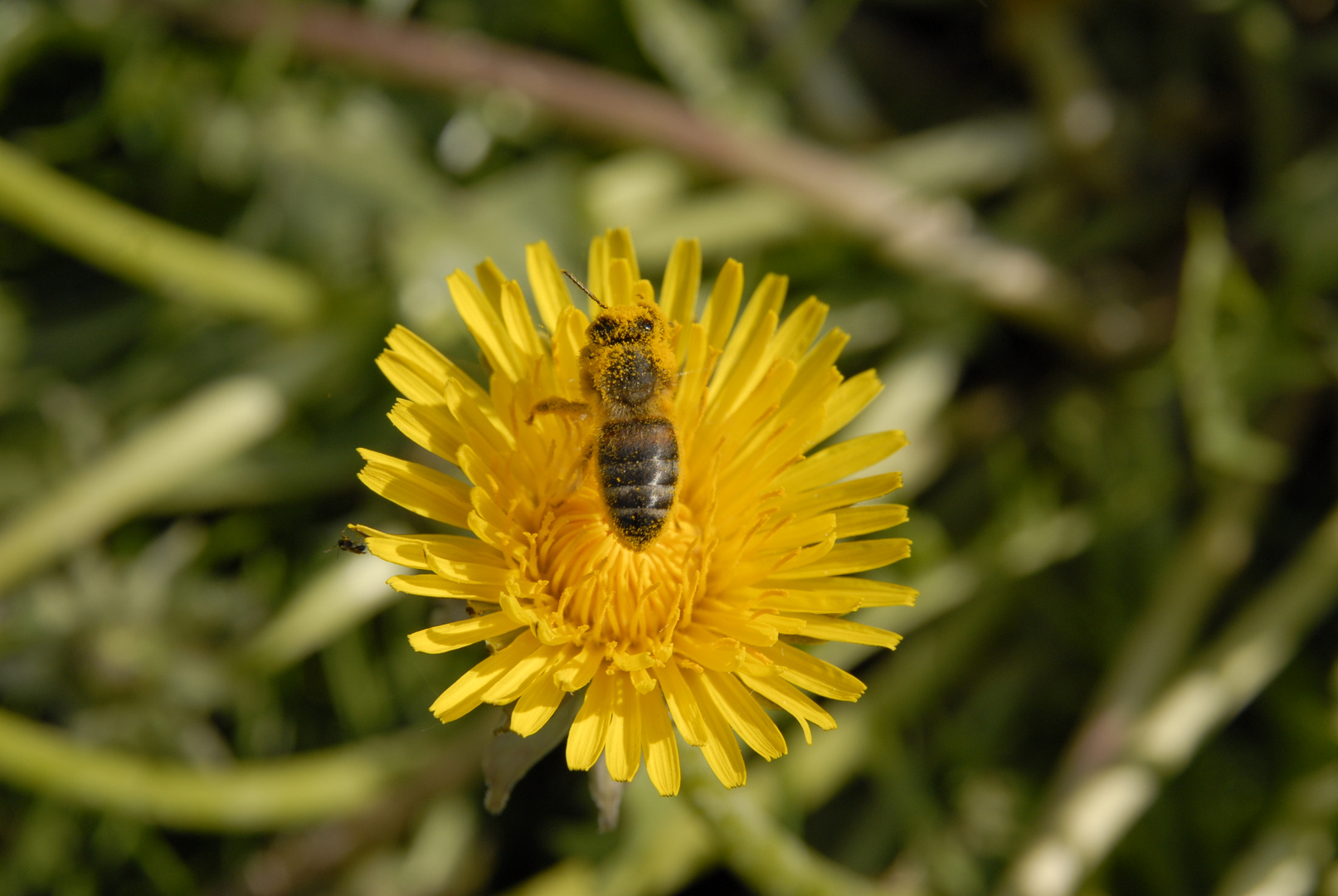 fleißiges Bienchen