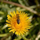 fleißiges Bienchen