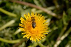 fleißiges Bienchen