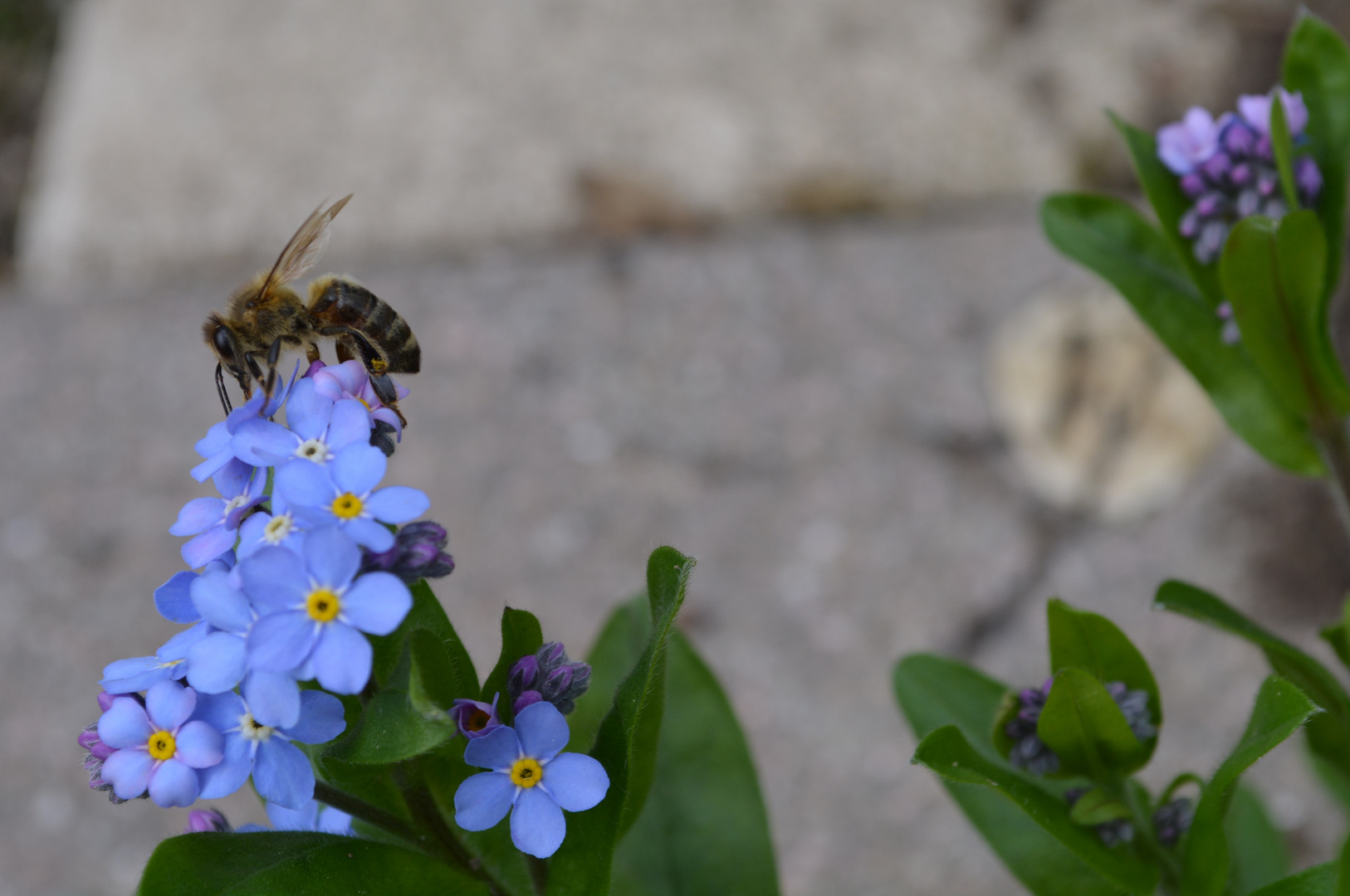 Fleißiges Bienchen