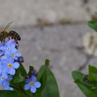 Fleißiges Bienchen