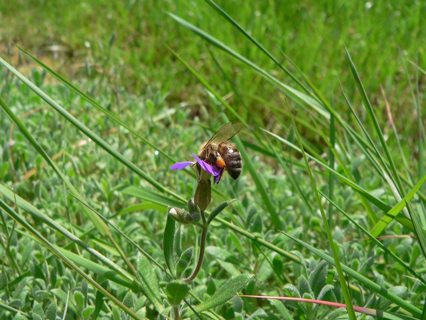 Fleissiges Bienchen