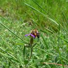 Fleissiges Bienchen