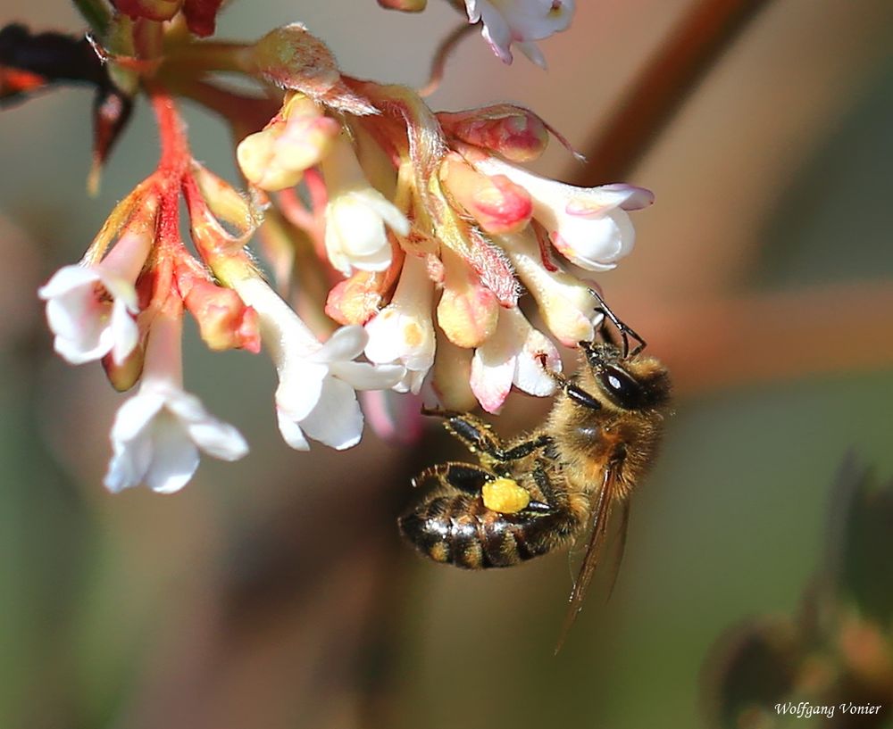 Fleißiges Bienchen