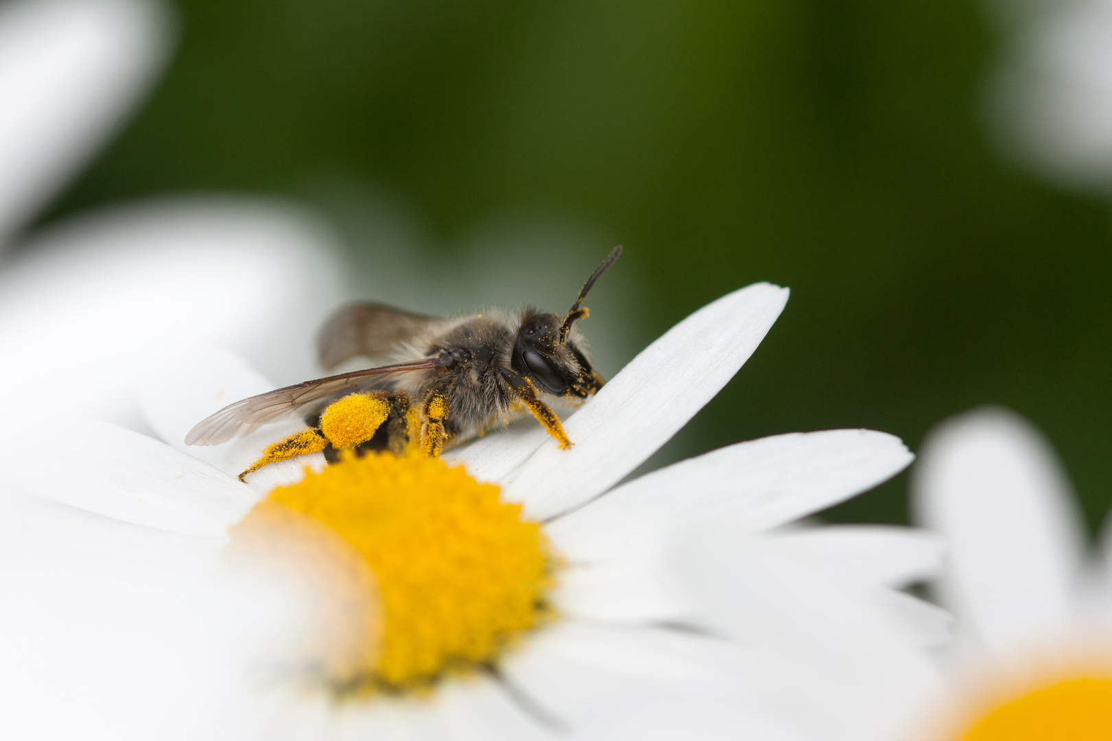 Fleißiges Bienchen