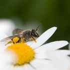 Fleißiges Bienchen