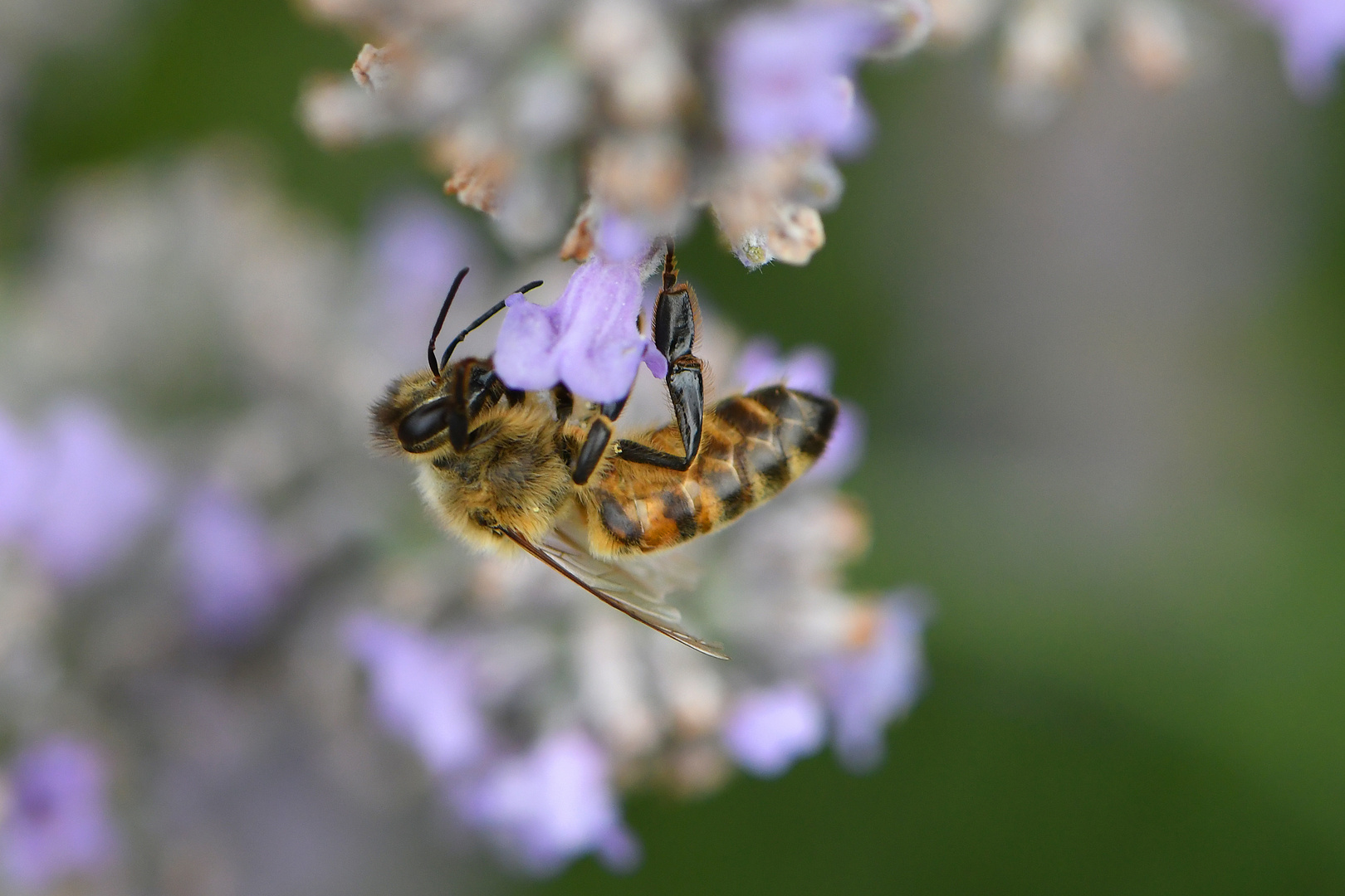 Fleißiges Bienchen