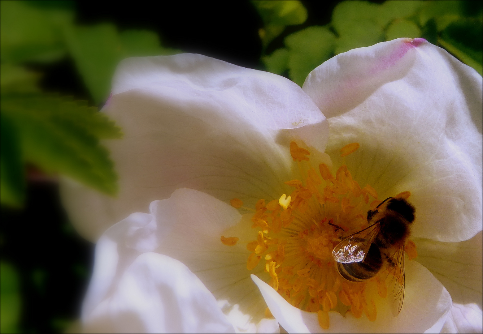 Fleißiges Bienchen