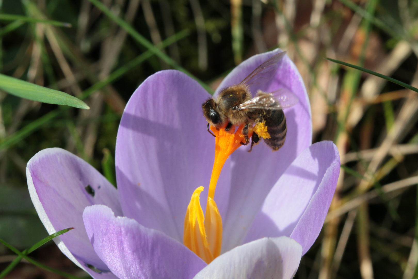 Fleißiges Bienchen