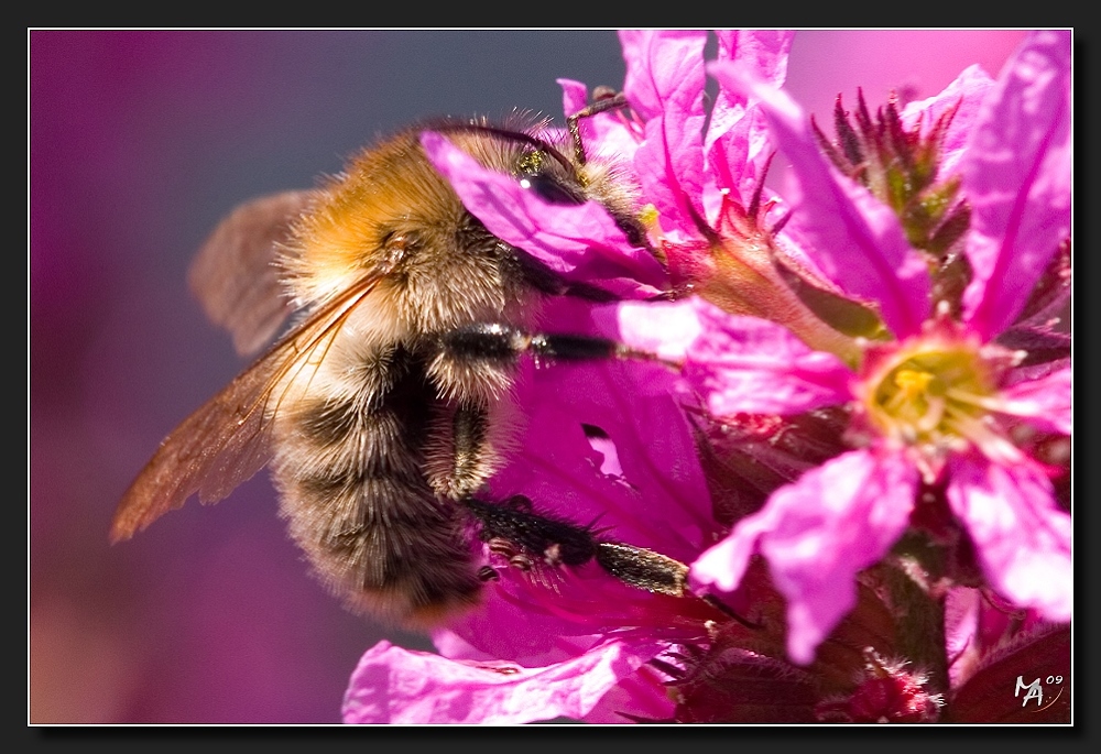 fleißiges Bienchen