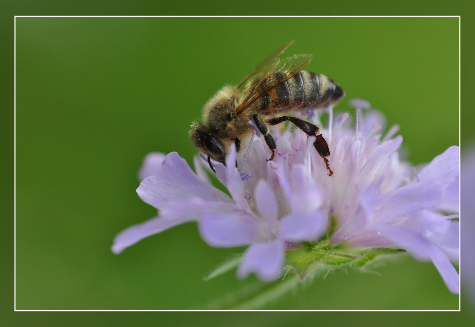 Fleißiges Bienchen???