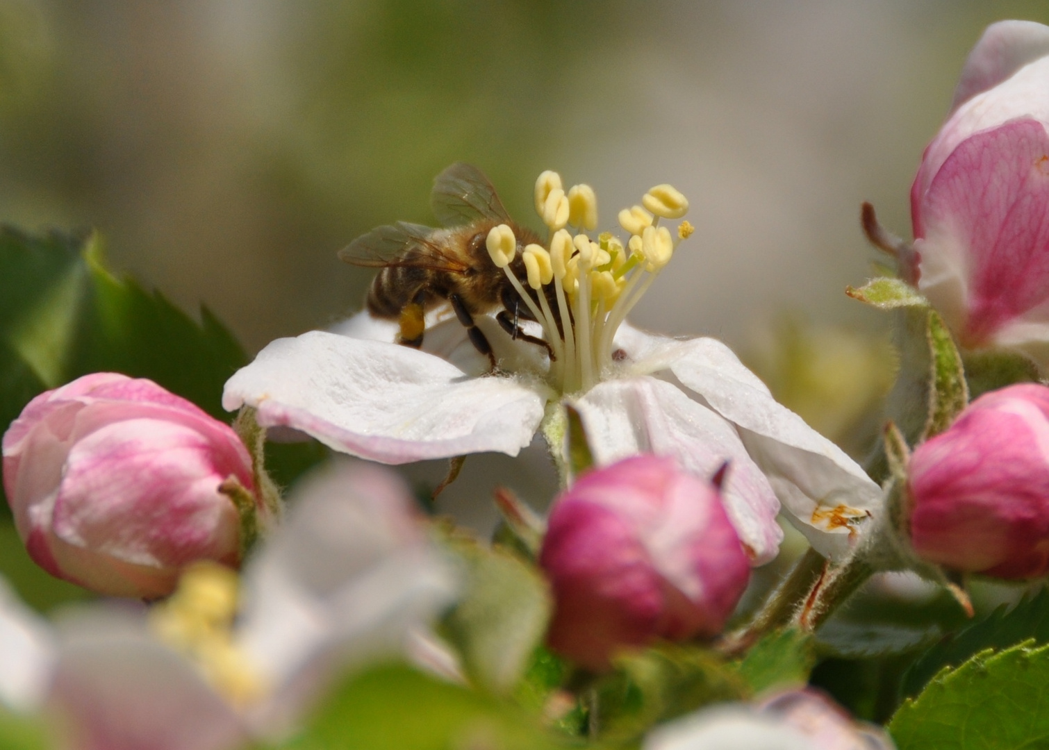 Fleißiges Bienchen!