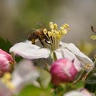 Fleißiges Bienchen!