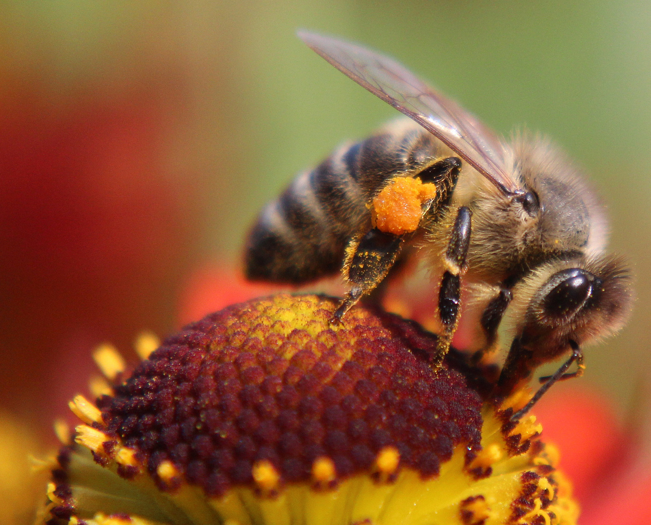 Fleißiges Bienchen