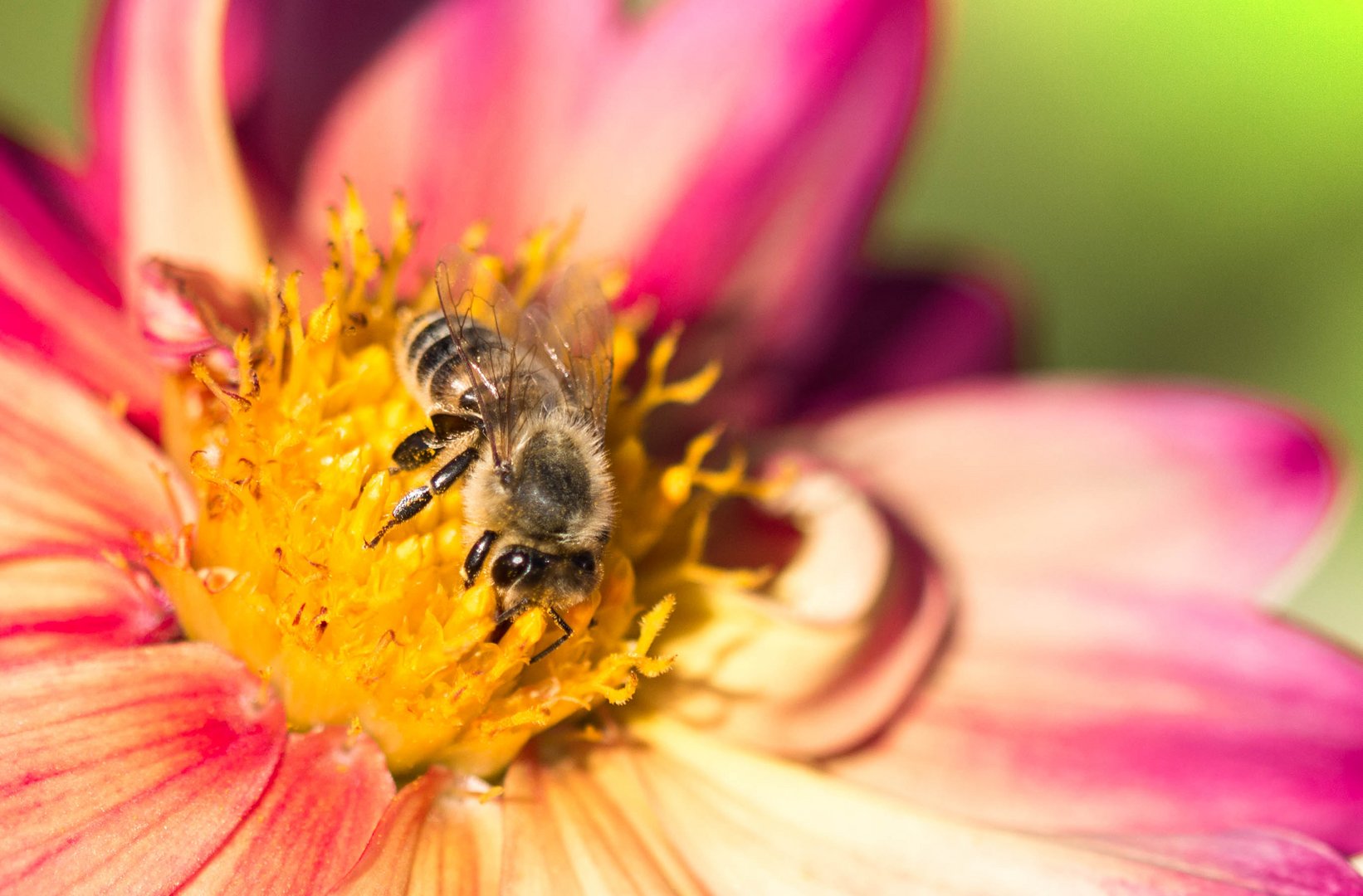 fleißiges Bienchen