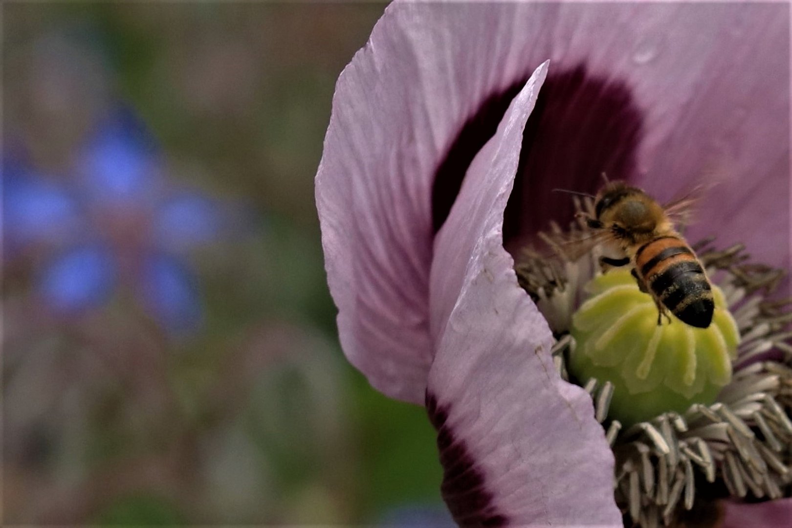 Fleißiges Bienchen