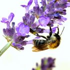 Fleissiges Bienchen