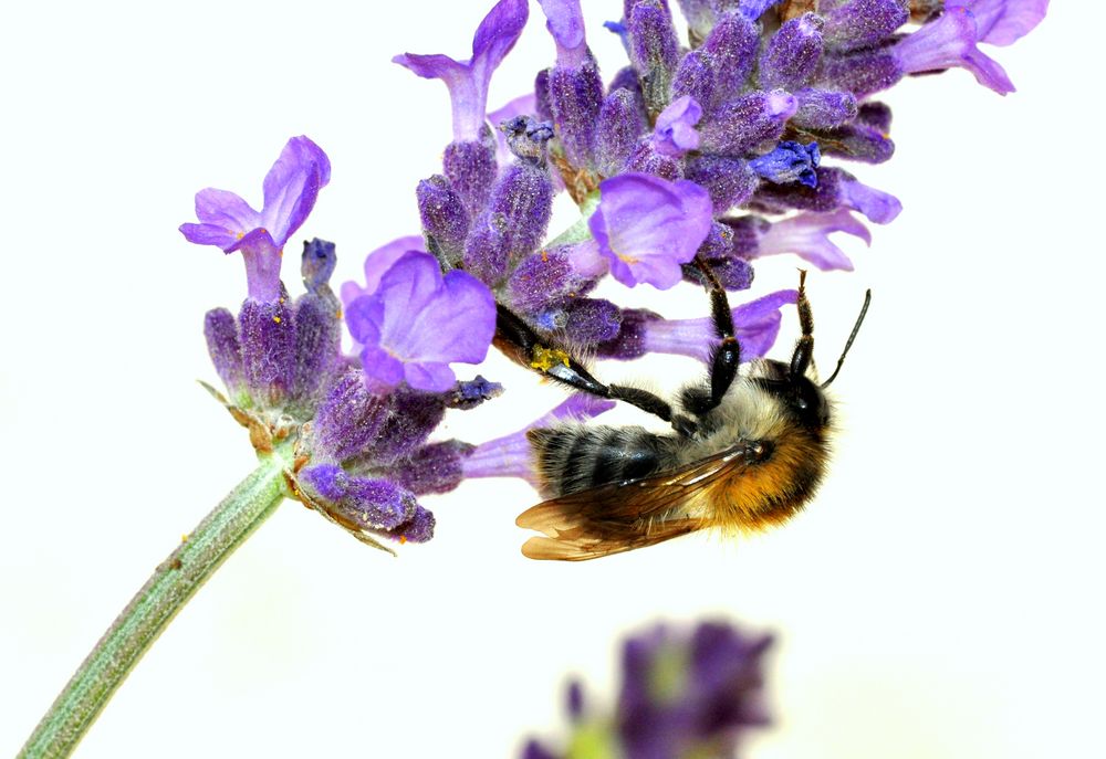 Fleissiges Bienchen von GUGIGEI 