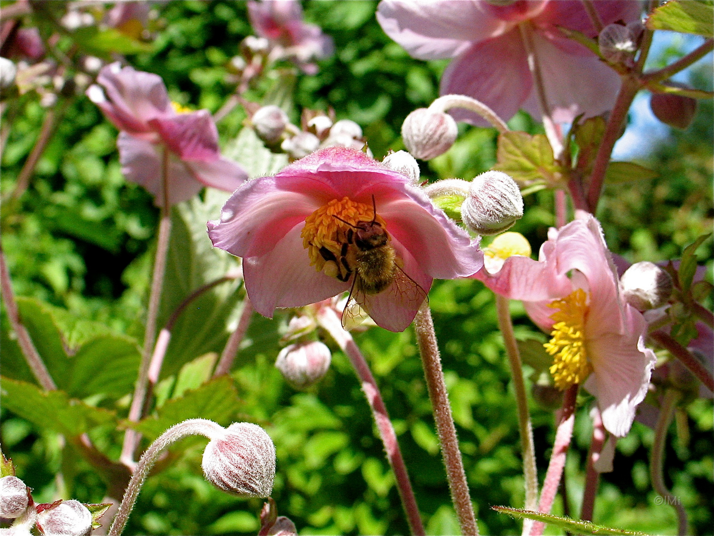 Fleißiges Bienchen