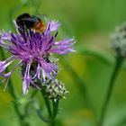 Fleißiges Bienchen