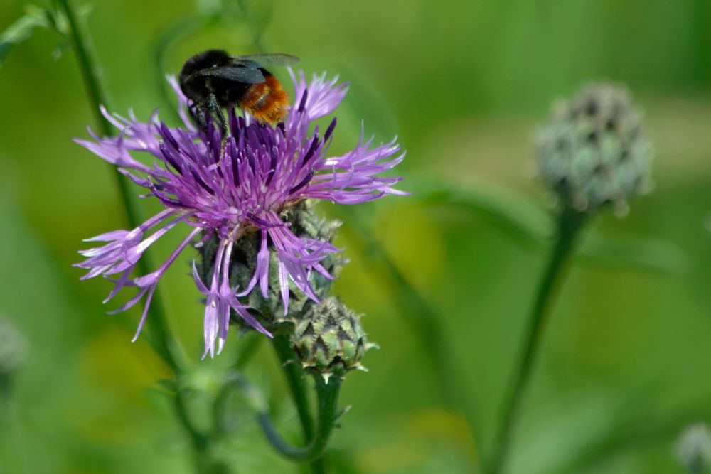 Fleißiges Bienchen