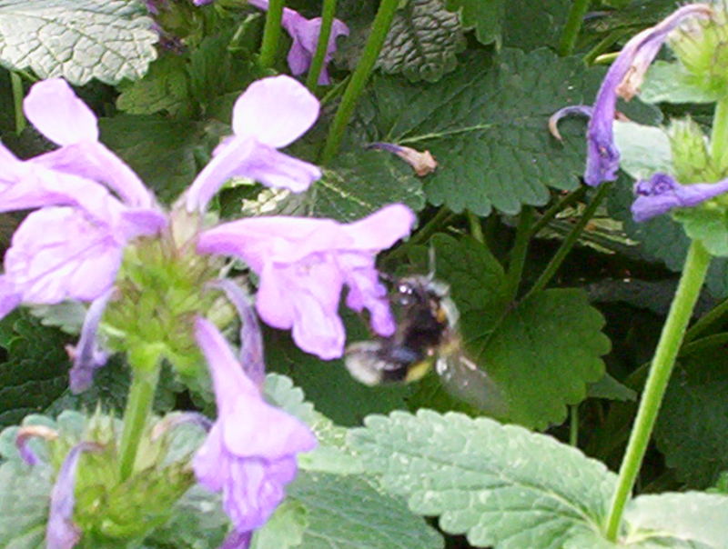 Fleissiges Bienchen